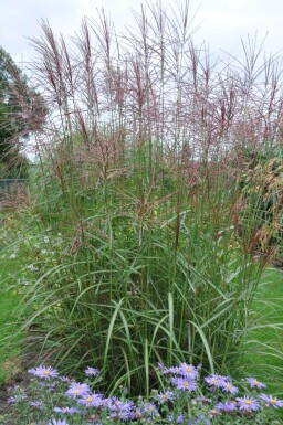 Chinaschilf Miscanthus sinensis 'Ferner Osten' 5-10 Topf 9x9 cm (P9)