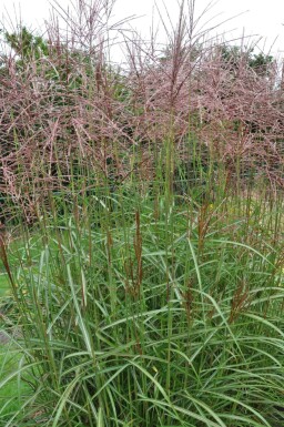 Chinaschilf Miscanthus sinensis 'Ferner Osten' 5-10 Topf 9x9 cm (P9)