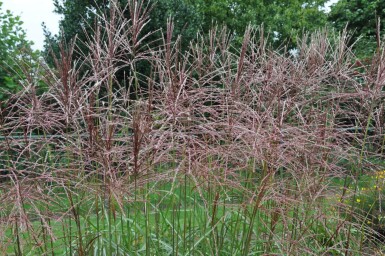 Chinaschilf Miscanthus sinensis 'Ferner Osten' 5-10 Topf 9x9 cm (P9)