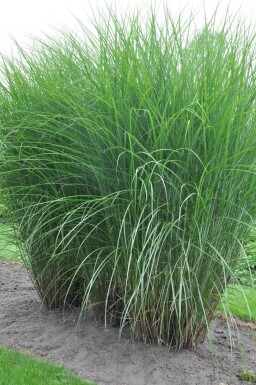 Kinesisk elefantgræs Miscanthus sinensis 'Gracillimus' 5-10 potte P9