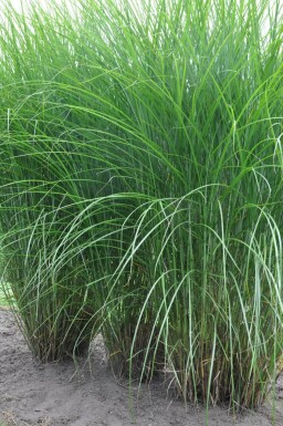 Kinesisk elefantgræs Miscanthus sinensis 'Gracillimus' 5-10 potte P9