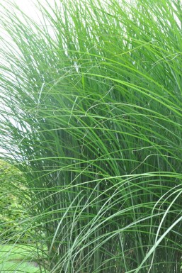 Kinesisk elefantgræs Miscanthus sinensis 'Gracillimus' 5-10 potte P9