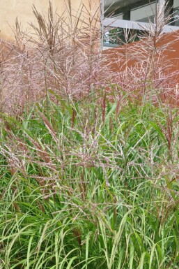 Miscanthus de Chine Miscanthus sinensis 'Kleine Silberspinne' 5-10 Pot 9x9 cm (P9)