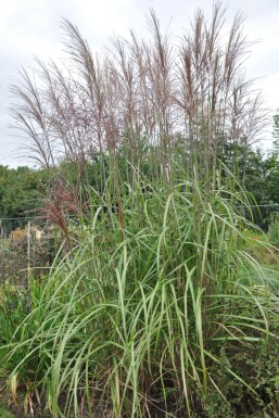 Miscanthus sinensis 'Malepartus' Glansmiskantus 5-10 i kruka P9