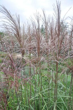 Miscanthus de Chine Miscanthus sinensis 'Malepartus' 5-10 Pot 9x9 cm (P9)