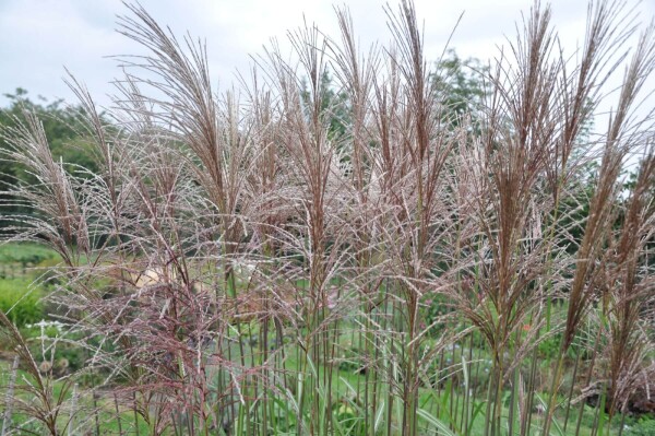 Miscanthus sinensis 'Malepartus'