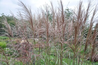 Miscanthus sinensis 'Malepartus' Glansmiskantus 5-10 i kruka P9