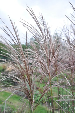 Kinesisk elefantgræs Miscanthus sinensis 'Malepartus' 5-10 potte P9