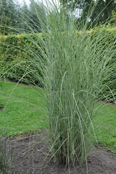 Miscanthus sinensis 'Morning Light'