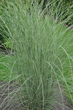 Miscanthus de Chine Miscanthus sinensis 'Morning Light' 5-10 Pot 9x9 cm (P9)