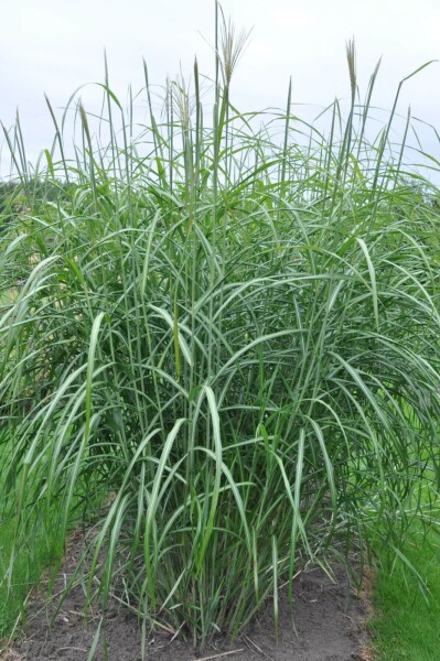 Miscanthus sinensis 'Silberfeder'