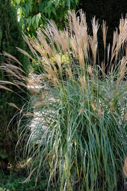 Miscanthus sinensis 'Yakushima Dwarf' Glansmiskantus 5-10 i kruka P9