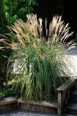 Kinesisk elefantgræs Miscanthus sinensis 'Yakushima Dwarf' 5-10 potte P9