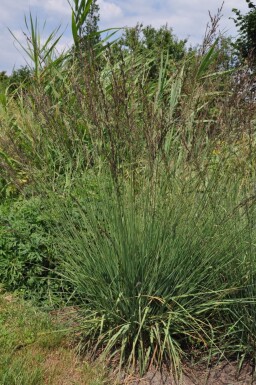 Molinia caerulea 'Edith Dudszus' Blåtåtel 5-10 i kruka P9