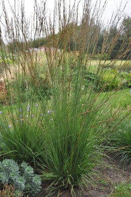 Almindelig blåtop Molinia caerulea 'Heidebraut' 5-10 potte P9