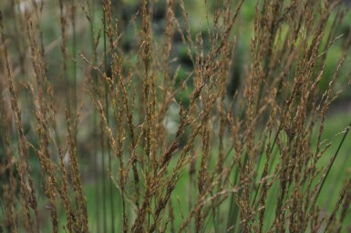 Molinia caerulea 'Heidebraut' Blåtåtel 5-10 i kruka P9