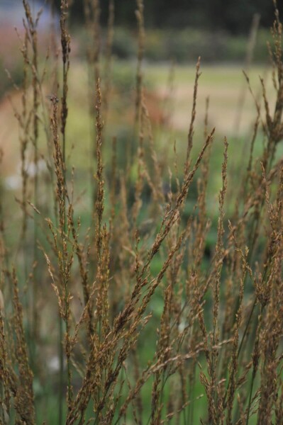 Molinia caerulea 'Heidebraut'