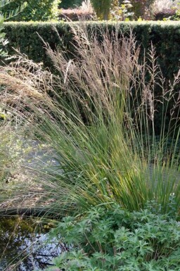 Molinia caerulea 'Moorhexe' Blåtåtel 5-10 i kruka P9