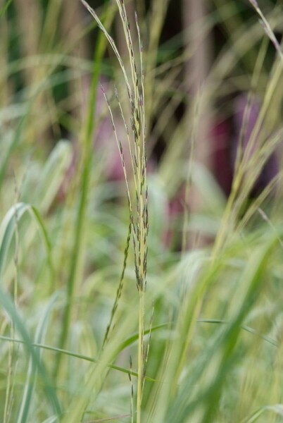 Plant eigenschappen