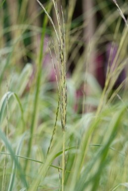 Molinia caerulea 'Moorhexe' Blåtåtel 5-10 i kruka P9