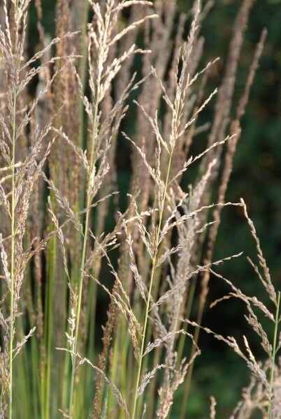 Molinia caerulea 'Moorhexe'