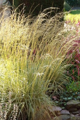 Molinia caerulea 'Variegata' Blåtåtel 5-10 i kruka P9