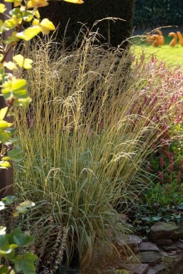 Almindelig blåtop Molinia caerulea 'Variegata' 5-10 potte P9