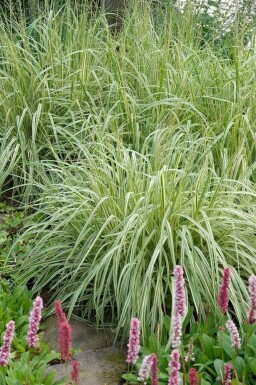 Molinia caerulea 'Variegata' Blåtåtel 5-10 i kruka P9