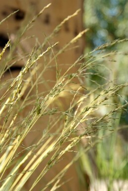 Molinia caerulea 'Variegata' Blåtåtel 5-10 i kruka P9