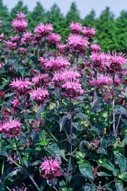 Monarda 'Beauty of Cobham' Temyntor 5-10 i kruka P9