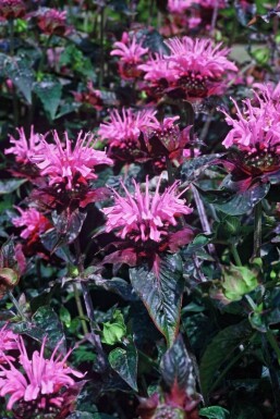 Monarde Monarda 'Beauty of Cobham' 5-10 Pot 9x9 cm (P9)