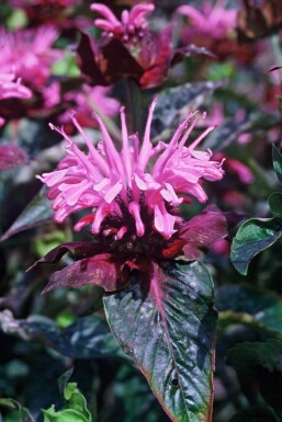 Monarda 'Beauty of Cobham' Temyntor 5-10 i kruka P9