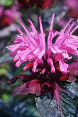 Monarda 'Beauty of Cobham' Temyntor 5-10 i kruka P9