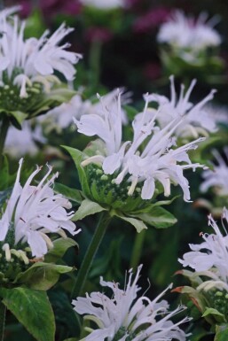 Monarde Monarda 'Schneewittchen' 5-10 Pot 9x9 cm (P9)