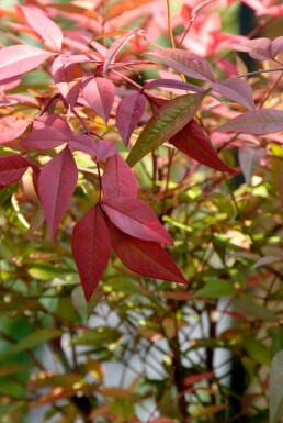 Nandina domestica Nandina buske 30-40 i kruka C2