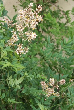 Nandina domestica Nandina buske 30-40 i kruka C2