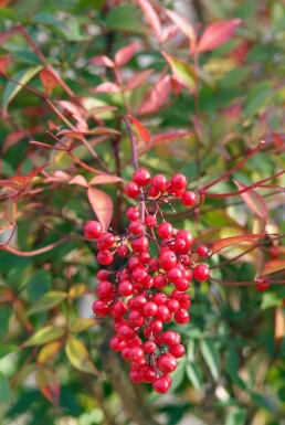 Himmelsbambus Nandina domestica Strauch 30-40 Topf 2 ltr. (C2)