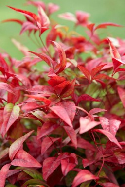 Nandine domestique Nandina domestica 'Firepower' Arbuste 20-30 Pot 2 l (C2)