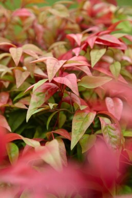 Himmelsk bambus Nandina domestica 'Firepower' busk 20-30 potte C2