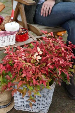 Himmelsk bambus Nandina domestica 'Firepower' busk 20-30 potte C2