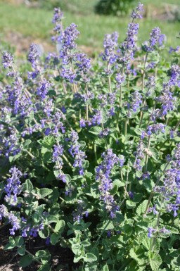 Nepeta × faassenii Kantnepeta 5-10 i kruka P9