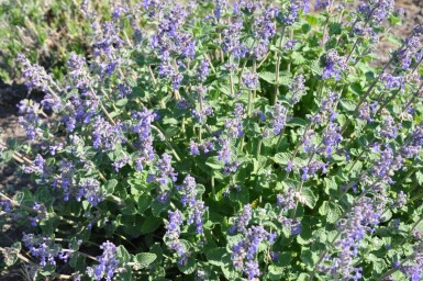 Kattekruid Nepeta faassenii 5-10 Pot P9