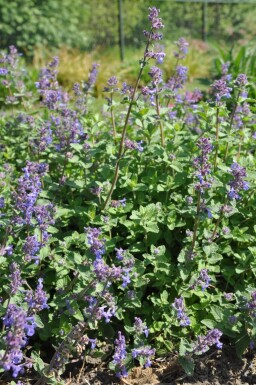 Nepeta × faassenii Kantnepeta 5-10 i kruka P9