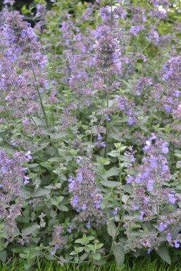 Kattekruid Nepeta faassenii 'Six Hills Giant' 5-10 Pot P9