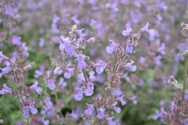 Kattekruid Nepeta faassenii 'Six Hills Giant' 5-10 Pot P9