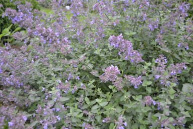 Kattekruid Nepeta faassenii 'Six Hills Giant' 5-10 Pot P9