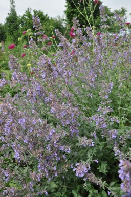 Kattekruid Nepeta faassenii 'Six Hills Giant' 5-10 Pot P9