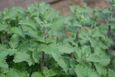 Kattekruid Nepeta faassenii 'Six Hills Giant' 5-10 Pot P9