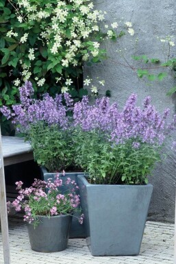 Katzenminze Nepeta faassenii 'Walker's Low' 5-10 Topf 9x9 cm (P9)