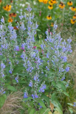 Nepeta sibirica Stor drakblomma 5-10 i kruka P9